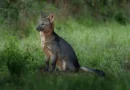 Do Cerrado à Amazônia: o animal brasileiro que conquista territórios onde muitos predadores desaparecem Do Cerrado à Amazônia: o animal brasileiro que conquista territórios onde muitos predadores desaparecem