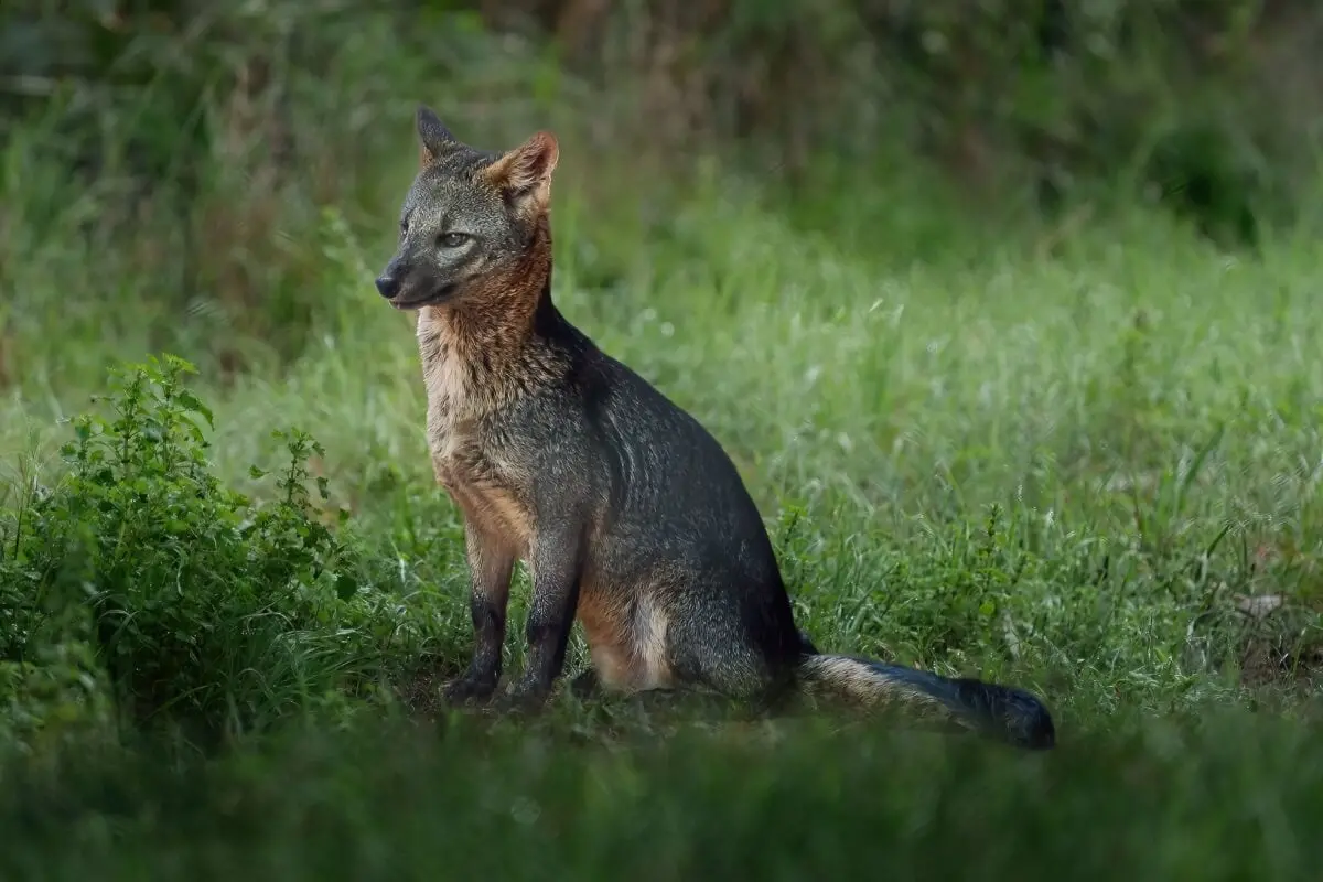 Do Cerrado à Amazônia: o animal brasileiro que conquista territórios onde muitos predadores desaparecem